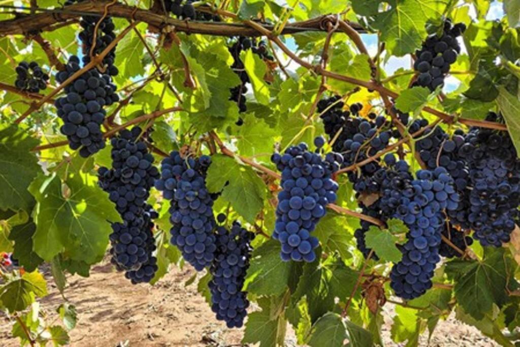 Casale Barossa Valley Nuriootpa